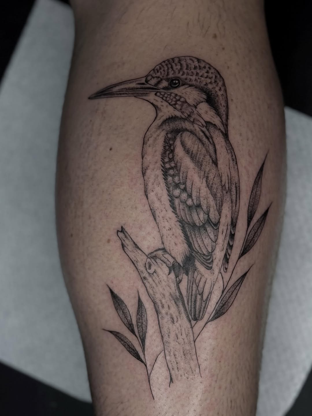 IJsvogel voor Luca! Thanks 😍 
Wil je ook iets in deze stijl? Stuur me een dm! 
#fyp #fy #tattoo #tattoos #tattooartist